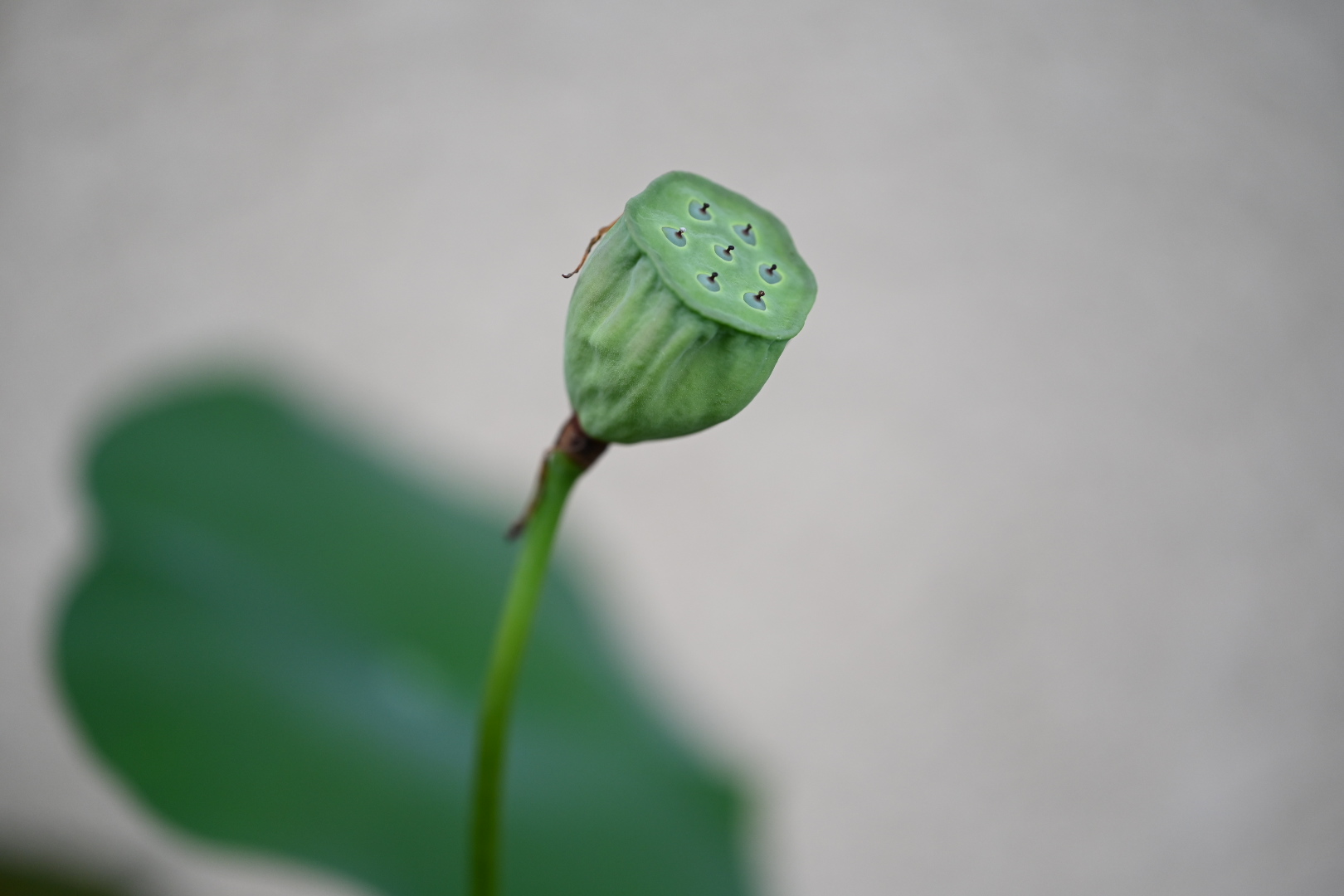 otsuka lotus seeds